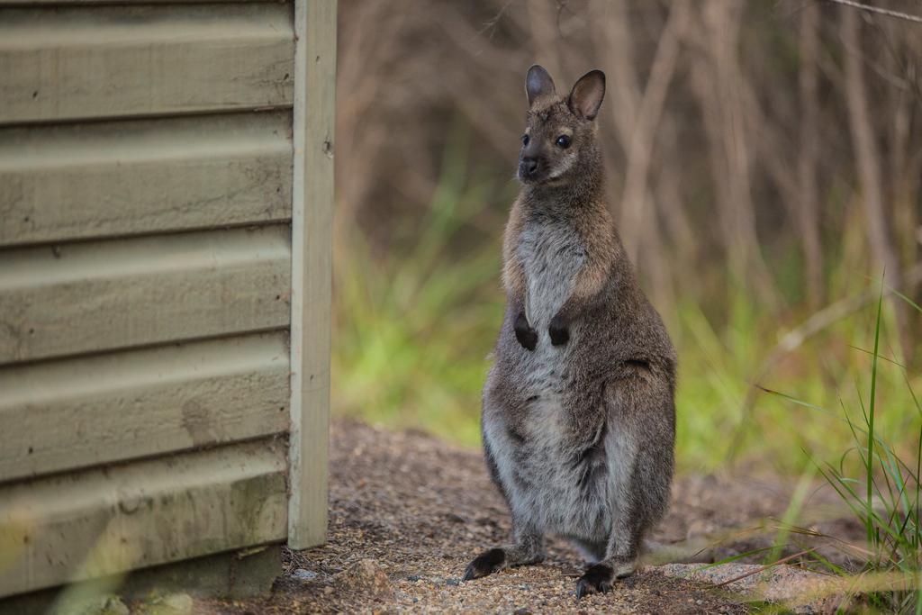 Freycinet Lodge Coles Bay Dış mekan fotoğraf